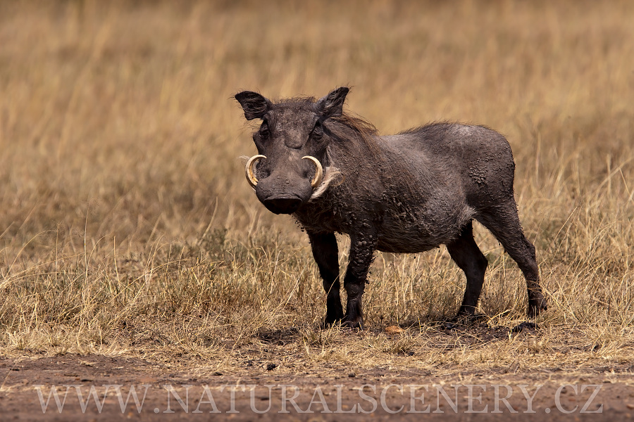 common warthog. Common Warthog,