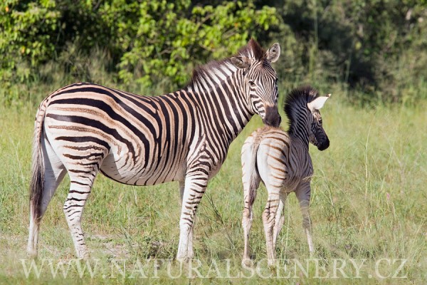 zebra stepní 0007