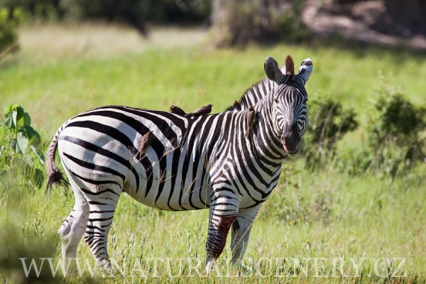 zebra stepní 0015