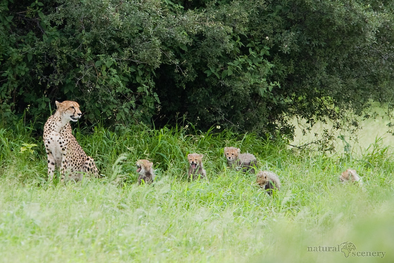 gepard 05-2009