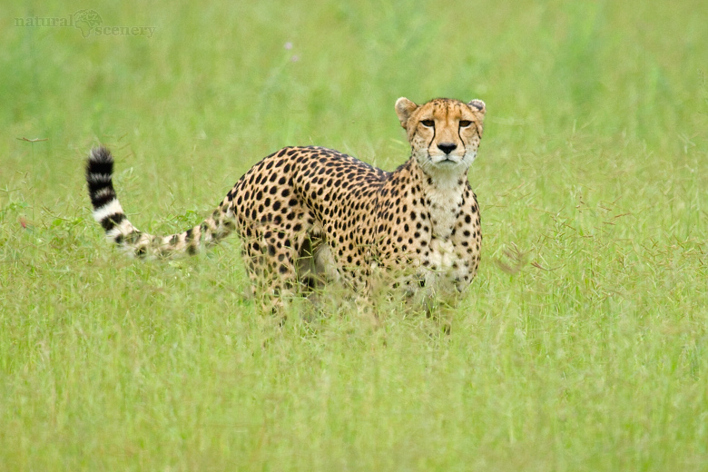 gepard 02-2009